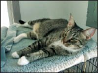 BUDDY (1).tif