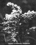 PDQ_Goldenrod_photo.tif