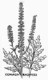 PDQ_Ragweed.tif