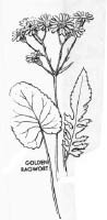 PDQ_Ragwort.tif